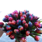 floraison_50_double_rainbow_tulips_aa