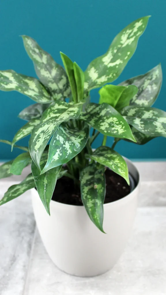 floraison_aglaonima_se_roto_gri_a