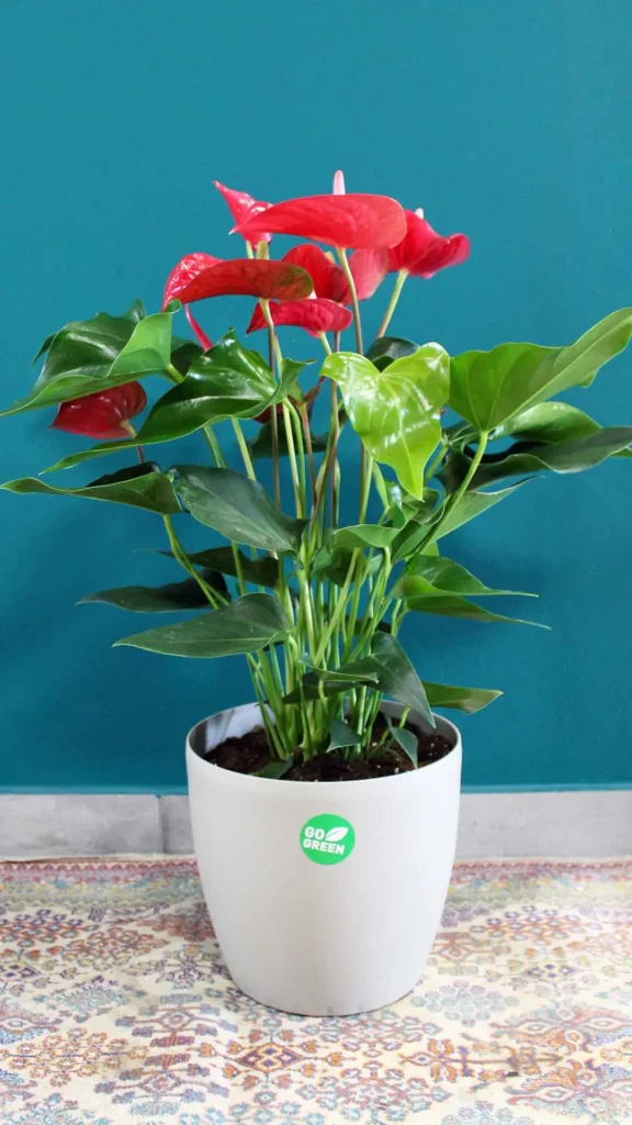 floraison_anthourio_kokkino_se_roto_a