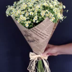 floraison_chamomile_a