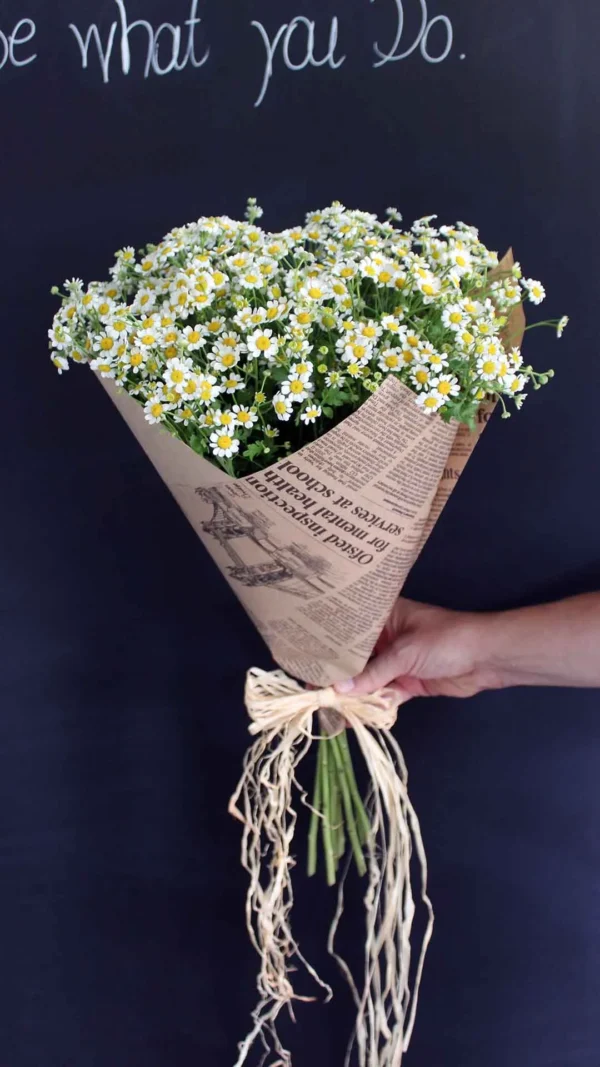 floraison_chamomile_a