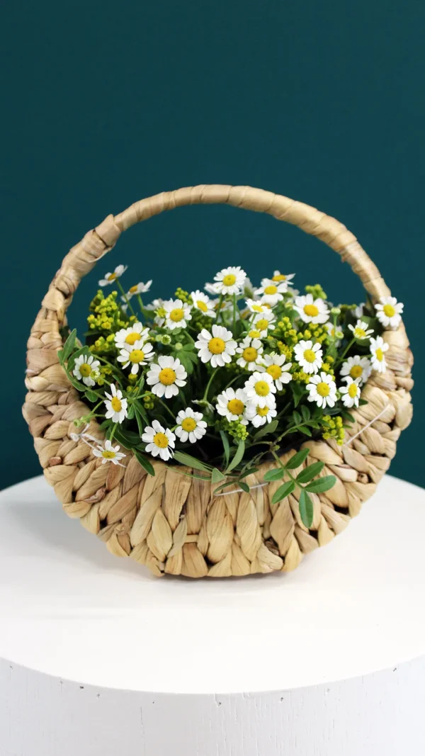 floraison_chamomili_se_kalathi_me_xerouli_a