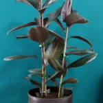 floraison_fikos_elastica_burgundi_a
