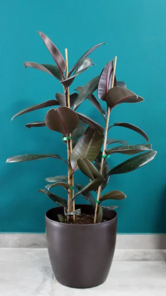 floraison_fikos_elastica_burgundi_a