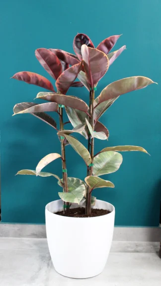 floraison_fikos_elastica_panase_a