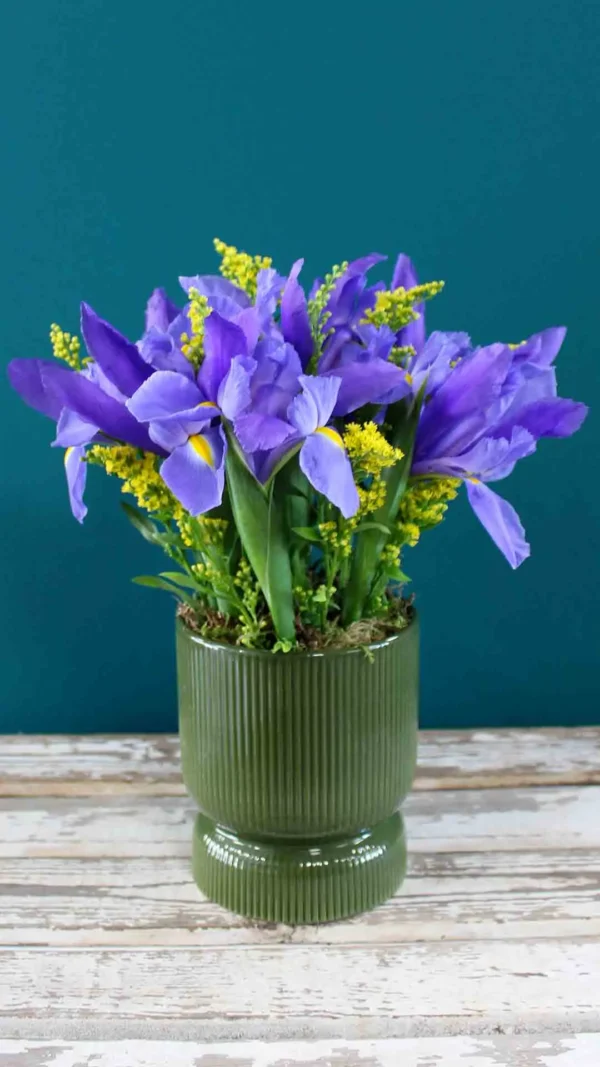 floraison_irides_mple_se_prasino_pot_b