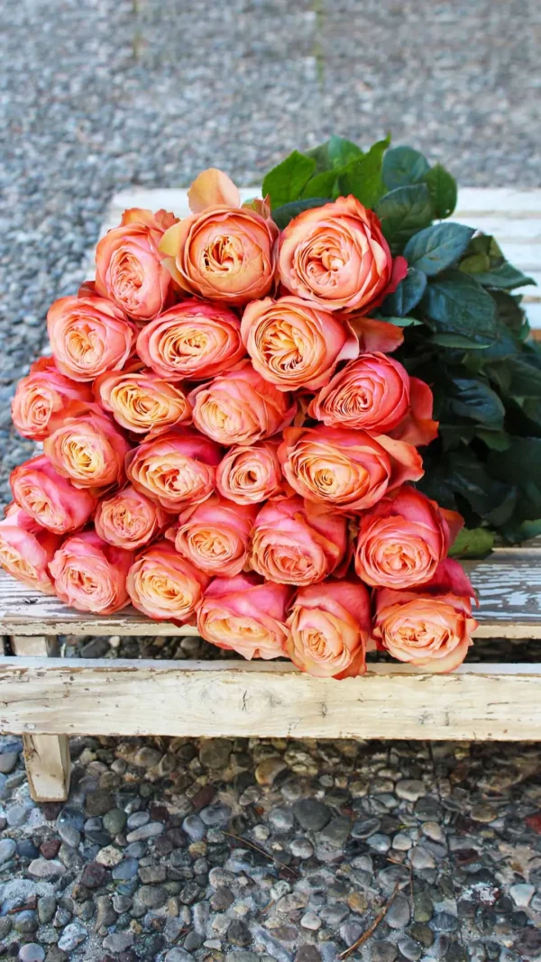 floraison_kahala_roses_a