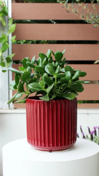 floraison_krasoula_se_keramiko_pot_a