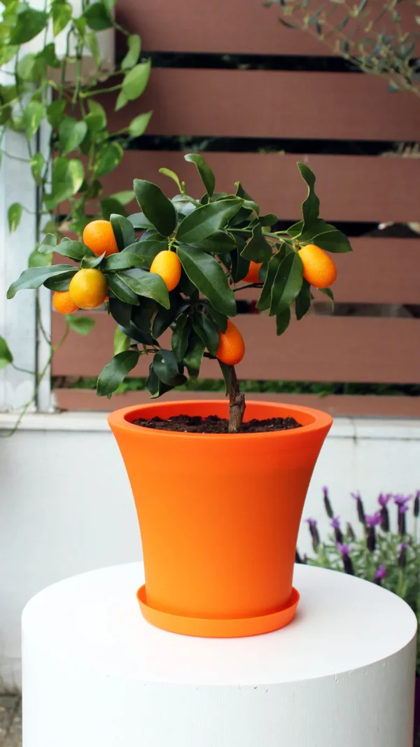 floraison_kumquat_se_city_pot_a