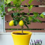 floraison_lemonia_se_glastra_a