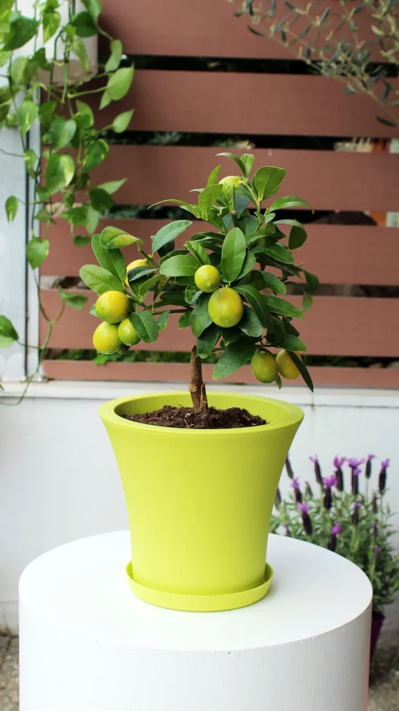 floraison_lime_se_city_pot_a