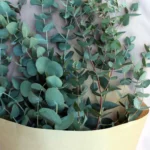 floraison_matso_eukaliptos_a