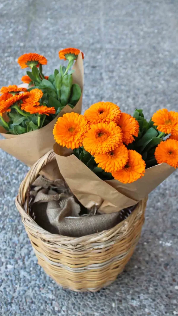 floraison_matso_kalentoula_a
