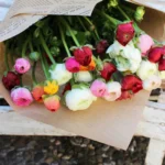floraison_matso_neragkoules_new_d