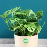floraison_monstera_monkey_mask_roto_a