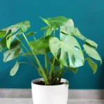 floraison_monstera_roto_22_a