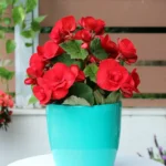 floraison_mpigkonia__kokkini_se_roto_a