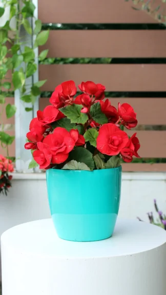 floraison_mpigkonia__kokkini_se_roto_a