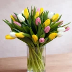 floraison_mpouketo_30_toulipes_leuko_kitrino_roz_a
