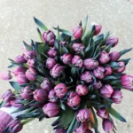 floraison_mpouketo_50_double_bohemian_a
