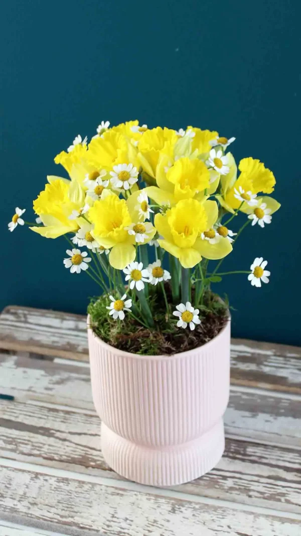 floraison_narkissoi_se_roz_pot_a