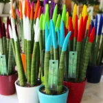 floraison_new_sansevieria_velvet_a