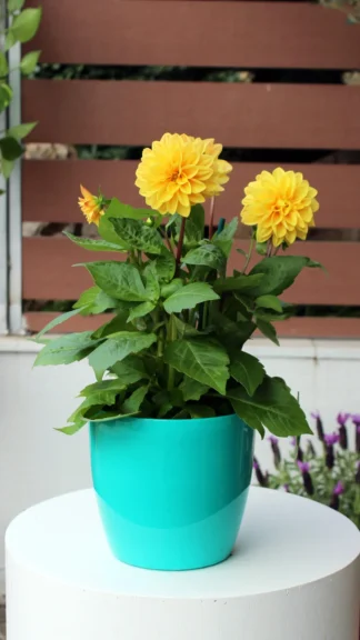 floraison_ntalia_kitrini_a