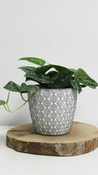 floraison_pothos_silver_satin_small_a