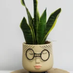 floraison_sansevieria_se_emily_pot_a