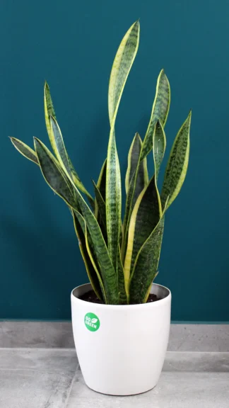 floraison_sansevieria_se_roto_a