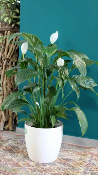 floraison_spathifilo_se_roto_new_b