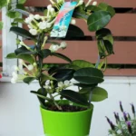 floraison_stefanoti_a
