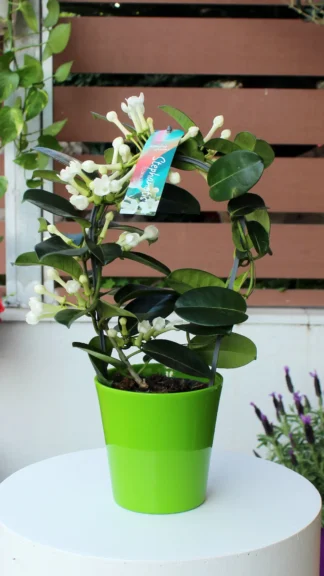 floraison_stefanoti_a