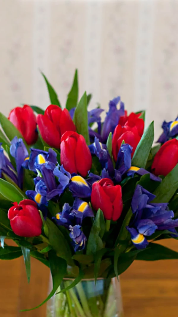 floraison_toylipes_kai_irides_a