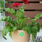 floraison_zermpera_kokkini_a
