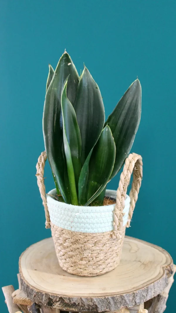 floraison_sansevieria_prasini_a