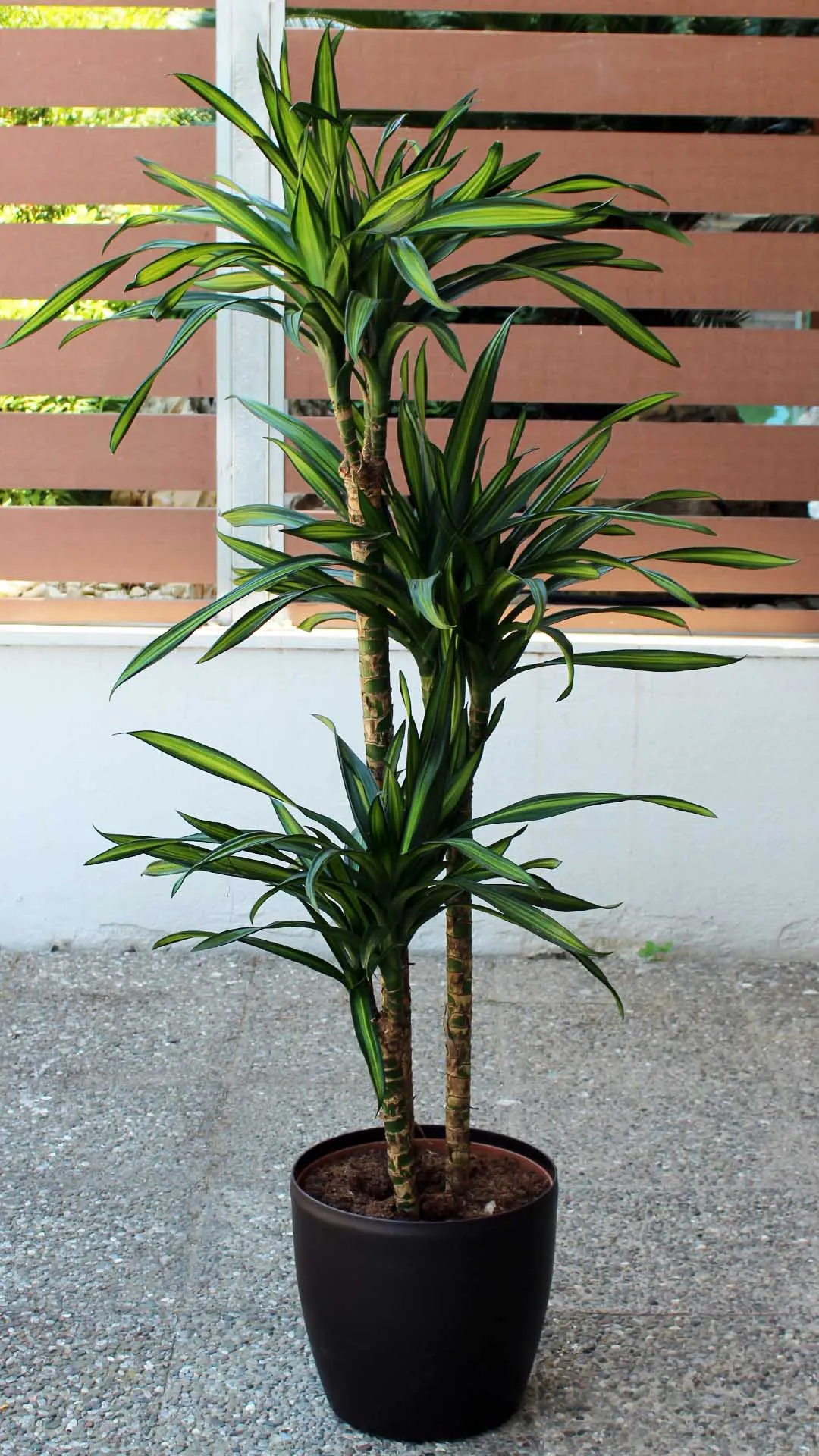 floraison_drakaina_rikki_b floraison_drakaina_rikki_b